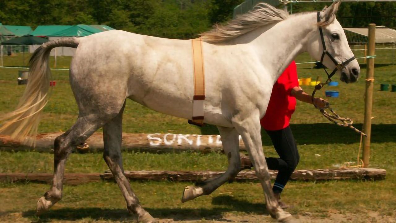Gut Bacteria's "Pep Talk" Enhances Horse's Athletic Performance