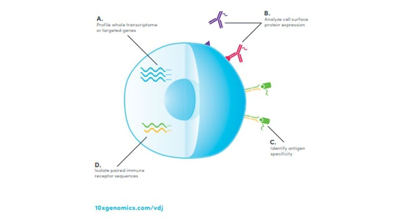 Multiomic Profiling of the Immune System at Single-Cell Resolution