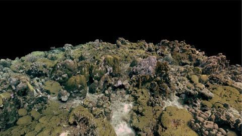 Molecular Maps of Hidden Coral Microbial Communities Created