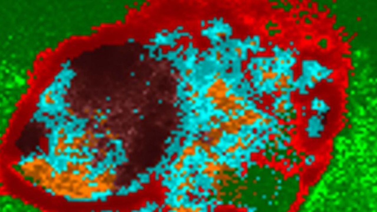 Researchers Develop a Better Method To Culture Cells for Testing Drug Toxicity