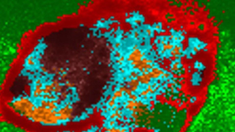 Researchers Develop a Better Method To Culture Cells for Testing Drug Toxicity content piece image