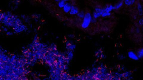 Sulfur Compounds in Green Vegetables Promote Growth of Important Gut Bacteria