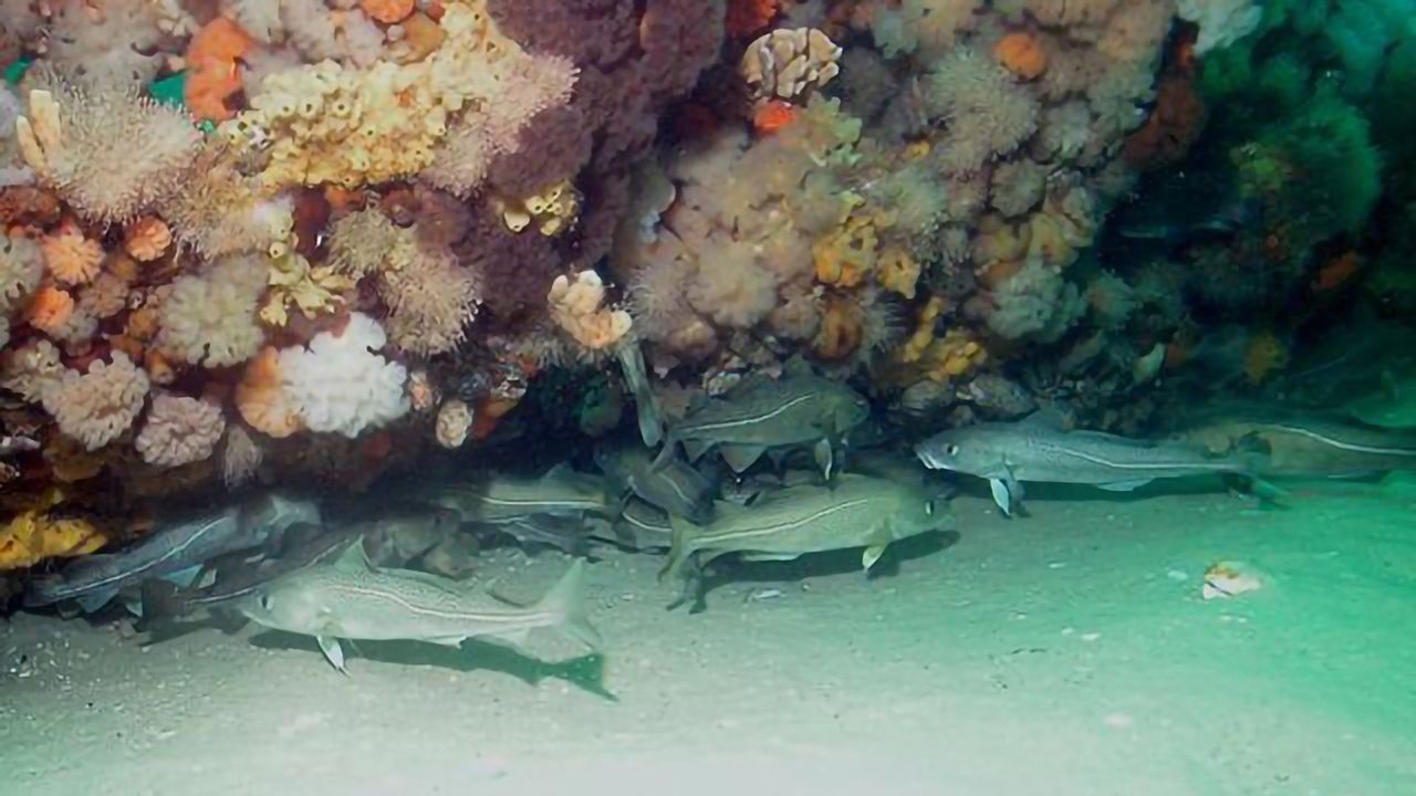 Overfishing Has Not Caused Major Genetic Changes in Cod Populations