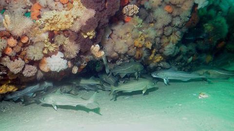 Overfishing Has Not Caused Major Genetic Changes in Cod Populations