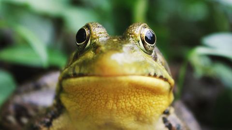 Taiwanese Frog Species Found To Have Six Sex Chromosomes