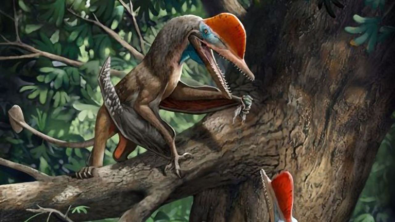 Oldest Opposable Thumb Identified in Jurassic Flying Reptile