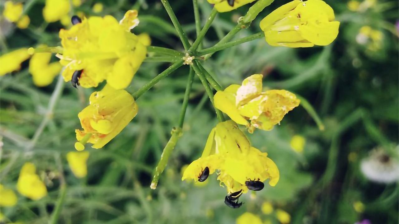 Reducing Off-Target Pesticide Impacts