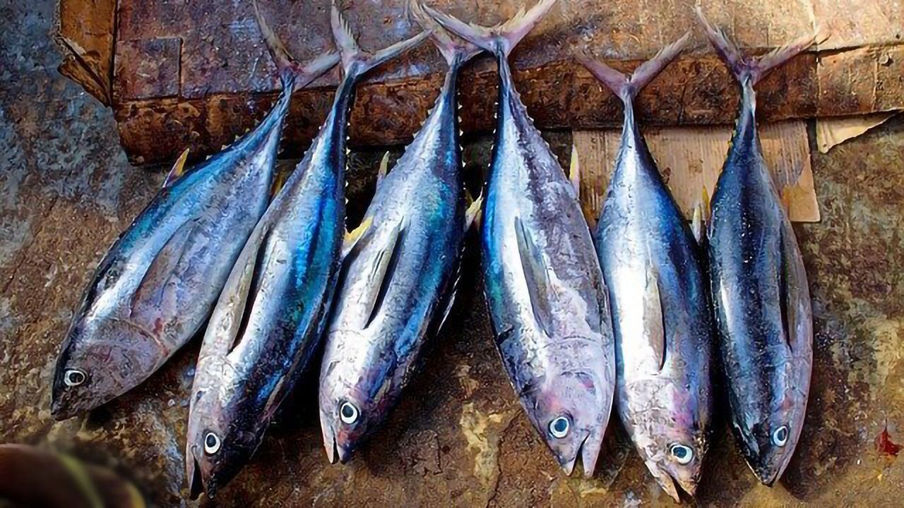 Understanding Tuna's Carbon Footprint