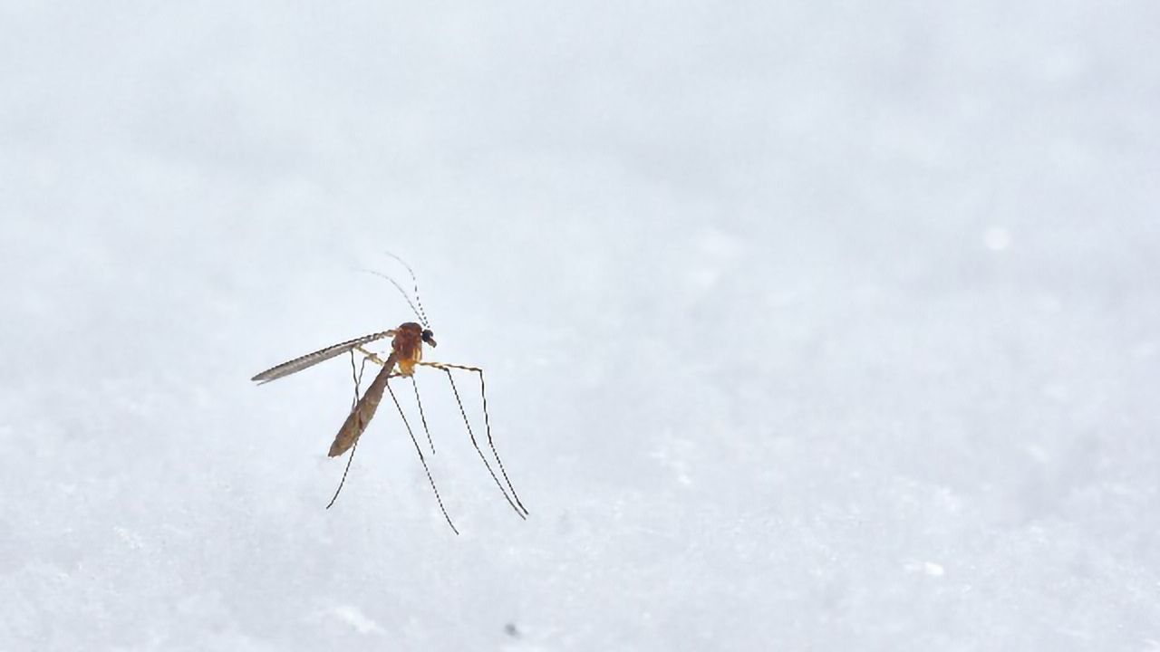 Editing a Mosquito’s Gut Genes To Make Them Spread Antimalarial Genes