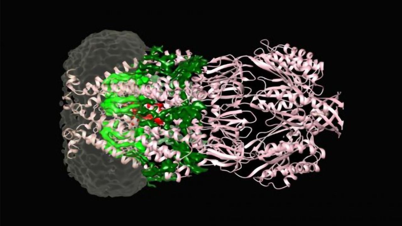 Looking Inside Bacterial Floodgates