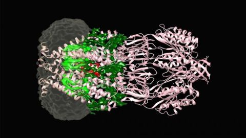 Looking Inside Bacterial Floodgates