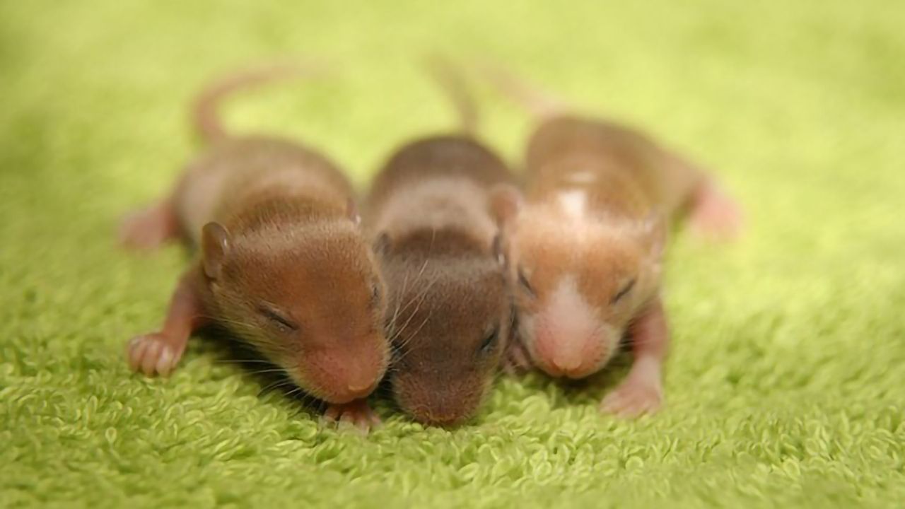 Molecular Signatures of the Aging Process in Mice Revealed