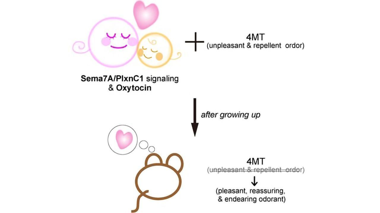 "Imprinting" Certain Smells During Infancy Change Adult Behavior