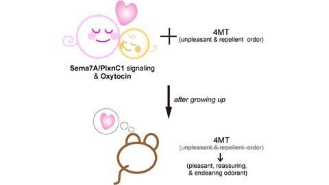 "Imprinting" Certain Smells During Infancy Change Adult Behavior