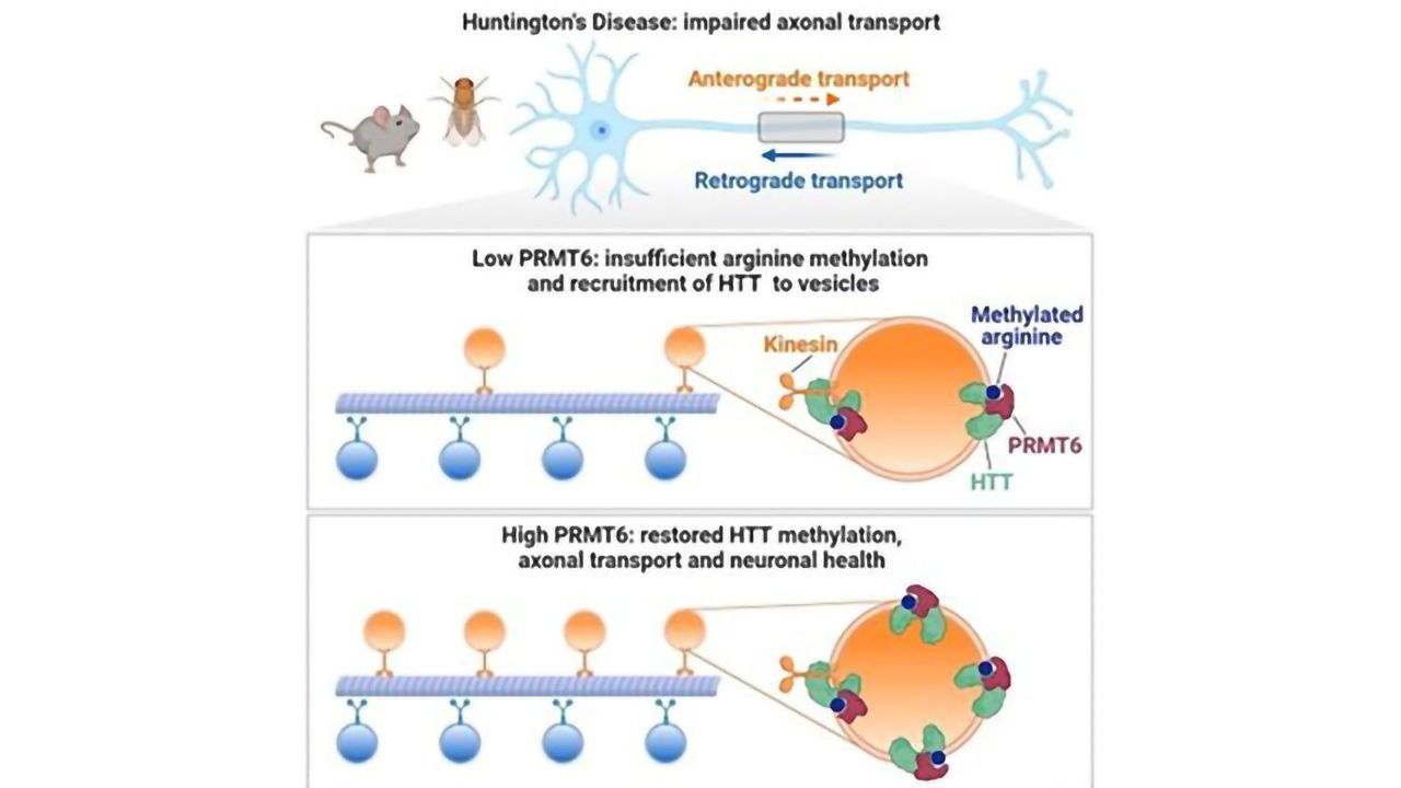 Changing Huntingtin Protein Leads to Improved Neuronal Trafficking
