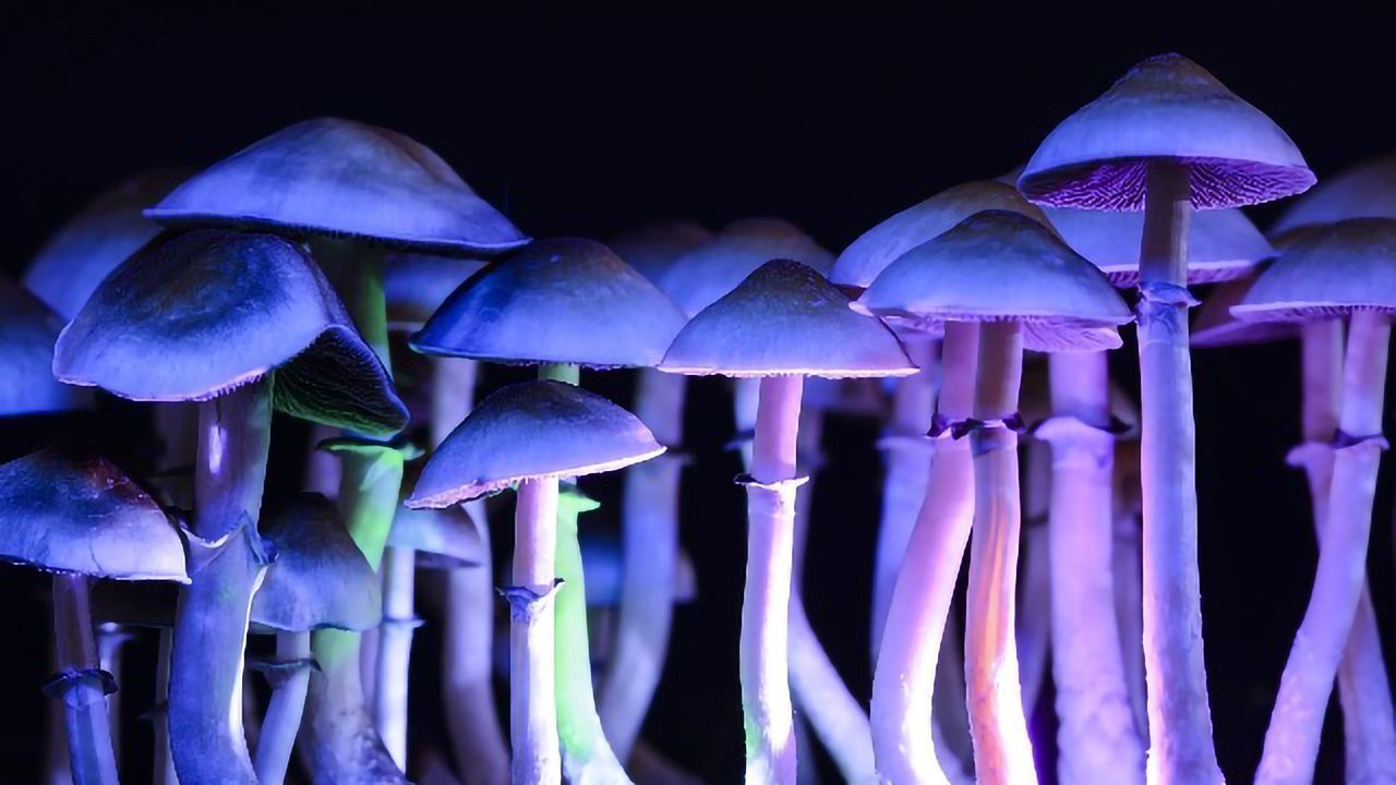 Psychedelic “Experience” May Not Be Required for Antidepressant-Like Benefits