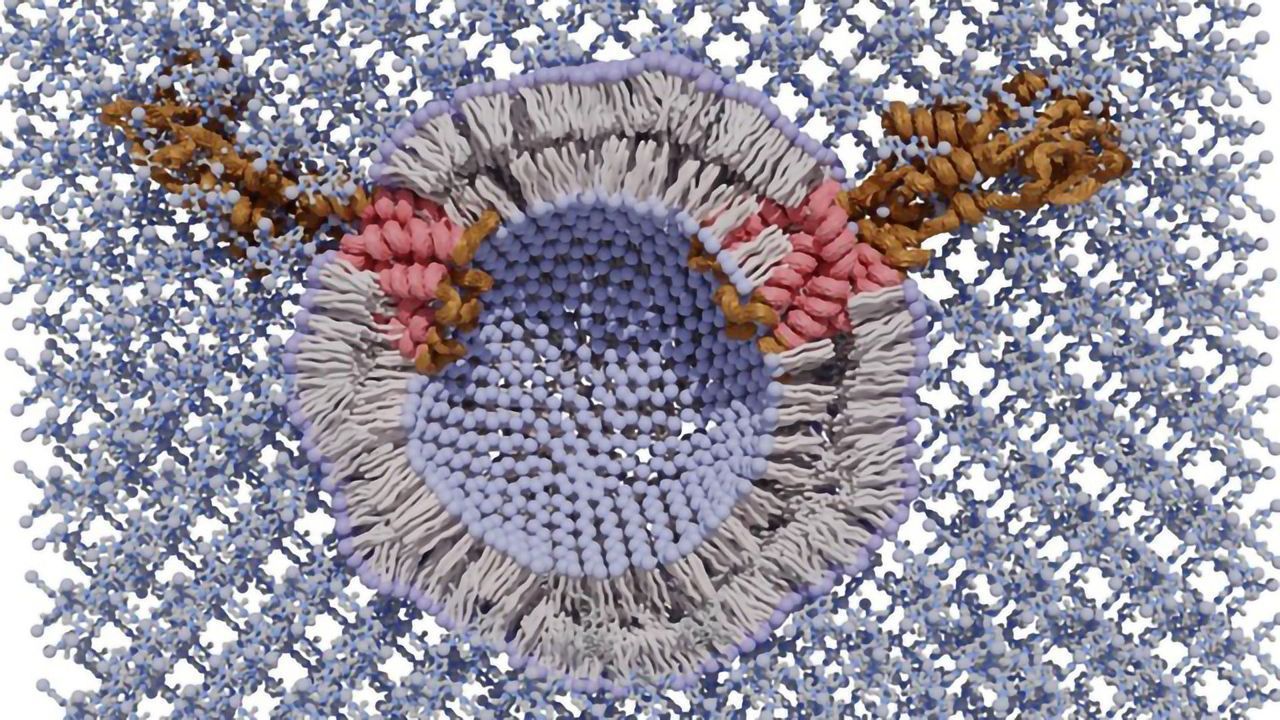 New Research Is a Step Towards Stabilizing a Lipid Nanoparticle