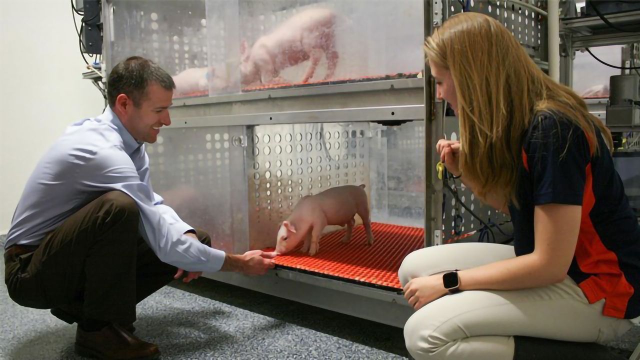 In the Developing Pig Brain, Nature Beats Nurture