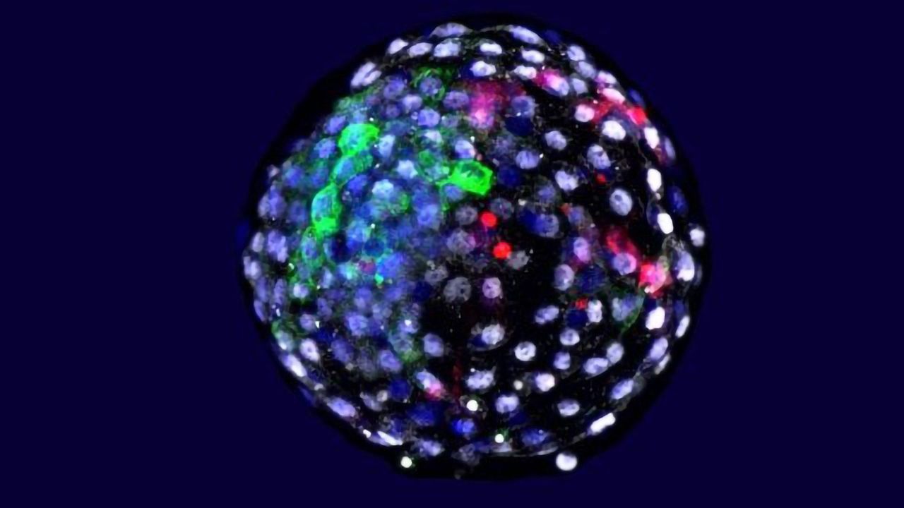 Human–Monkey Chimeric Embryos: A Novel Tool for Biomedical Research