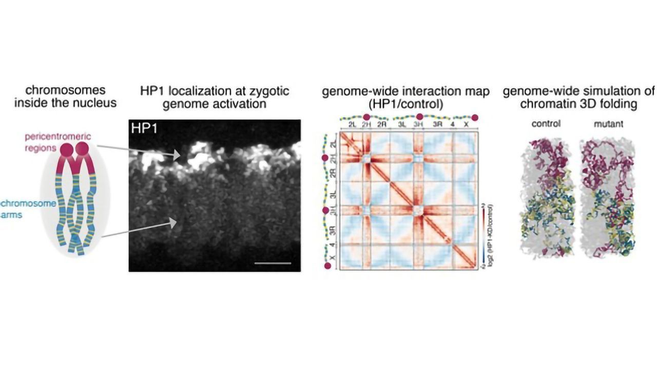 Epigenetic Regulator Identified as an Architect of Genome Folding