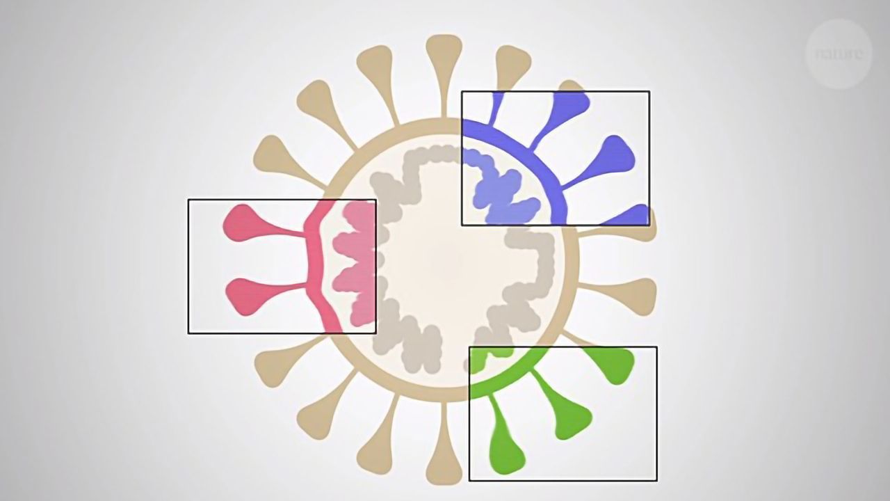 Coronavirus Variants: What You Need To Know