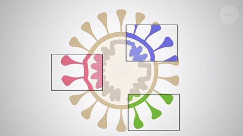 Coronavirus Variants: What You Need To Know