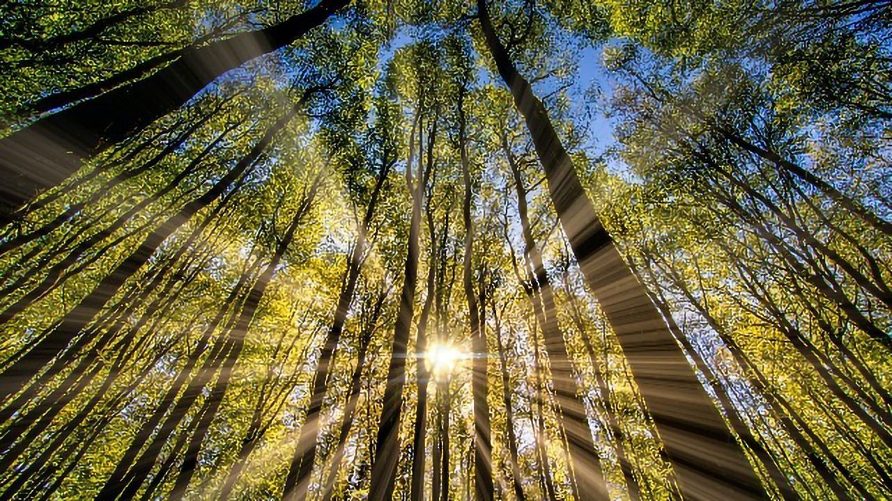 Sunlight and COVID-19 Mortality: Is There a Link?