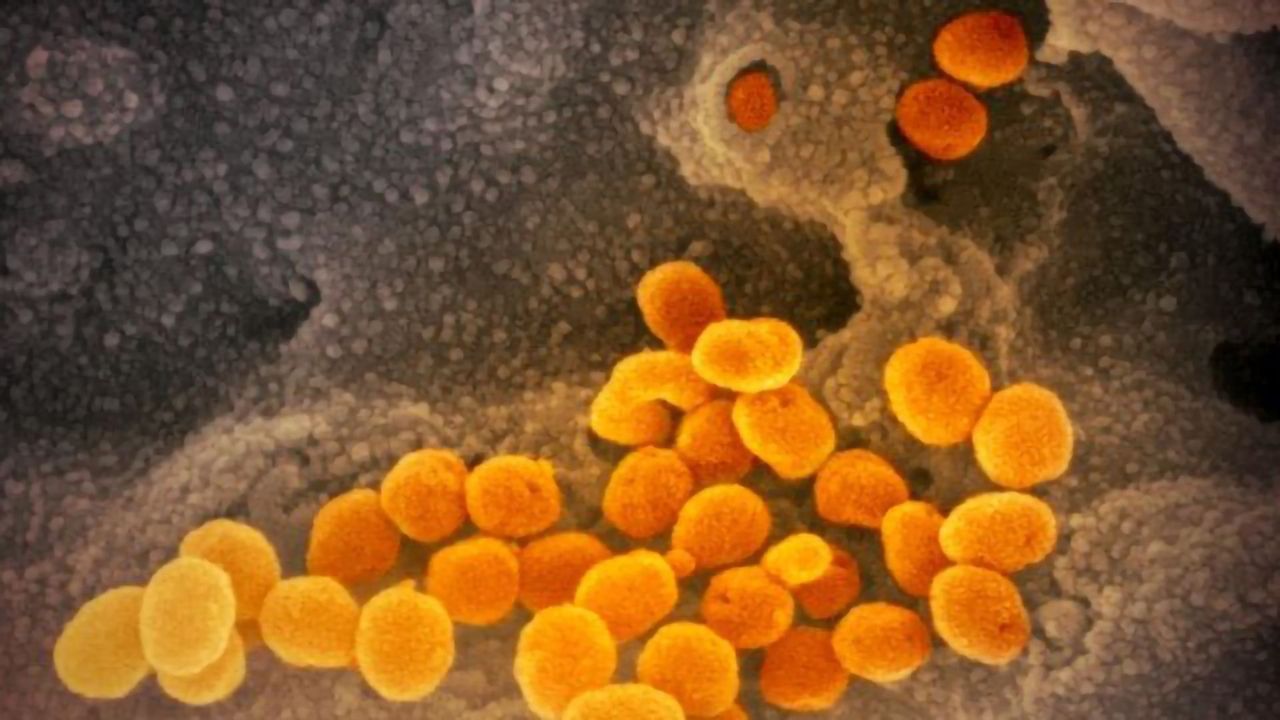 Experimental Drug MK-4482 for COVID-19 Is Effective in Hamster Study