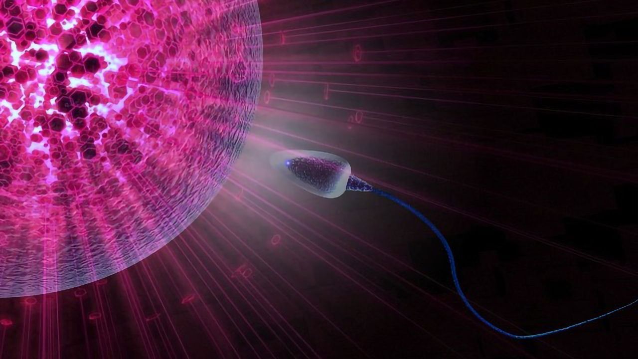 Egg and Sperm Cell Size Evolved From Competition