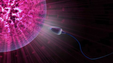 Egg and Sperm Cell Size Evolved From Competition