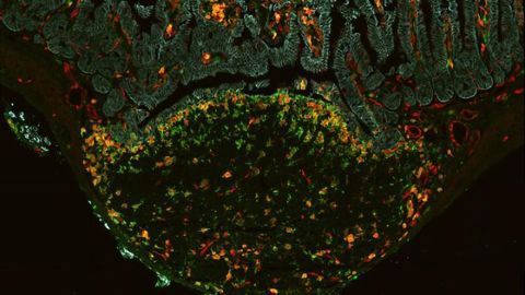 New "Time Machine" Technique To Measure Cells Unveiled