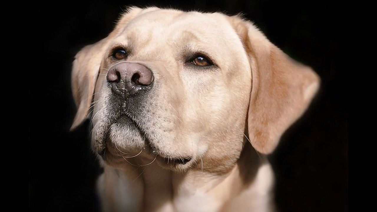 Trained Dogs Sniff Out COVID-19-Positive Samples With 96% Accuracy