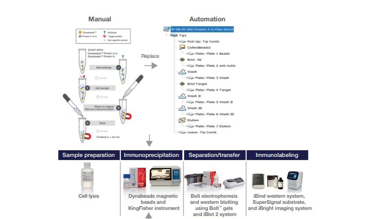 Automated Immunoprecipitation With Seamless Integration to Protein Analysis