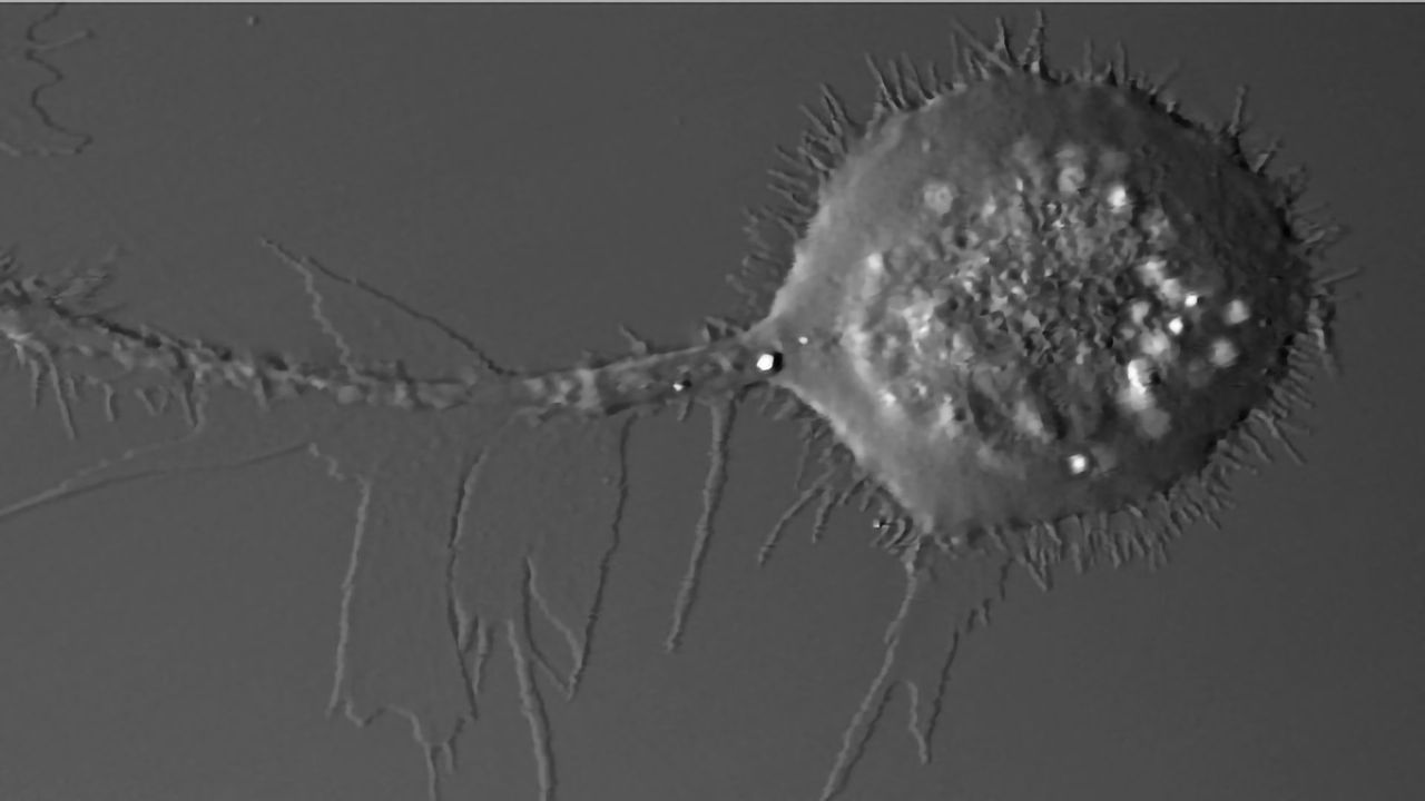 Unique Mode of Cell Migration Revealed