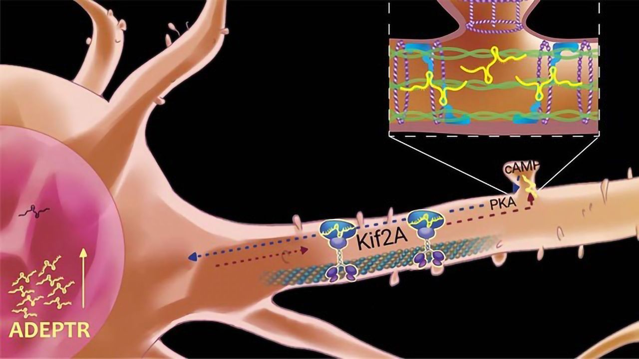 Noncoding RNA’s Unexpected Journey in Making Memories