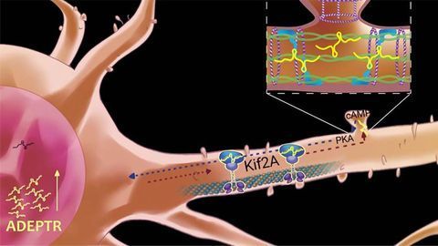 Noncoding RNA’s Unexpected Journey in Making Memories