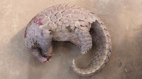 Teasing Apart Africa's Wild Meat Trade