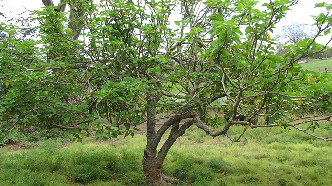 Compound Found in Shrub Targets “Undruggable” Cancer Protein