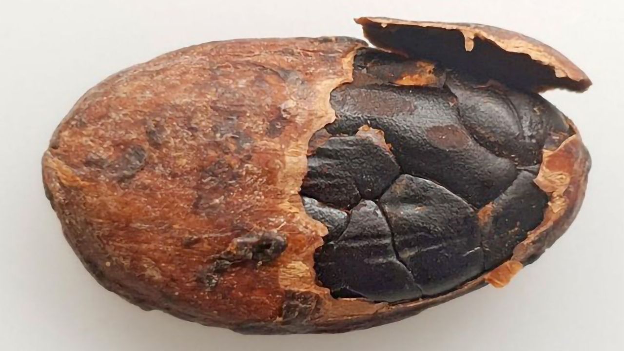 Detecting Cocoa's Off Flavors