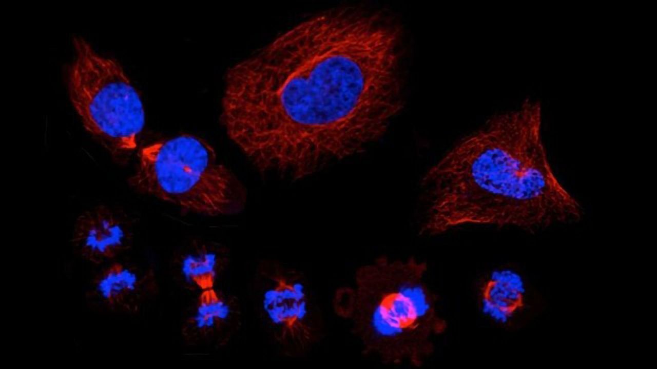 Cell Division
