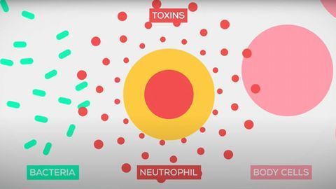 The Immune System Explained