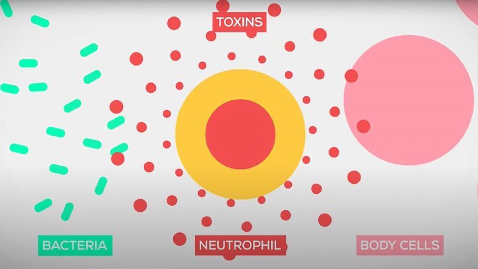 The Immune System Explained content piece image