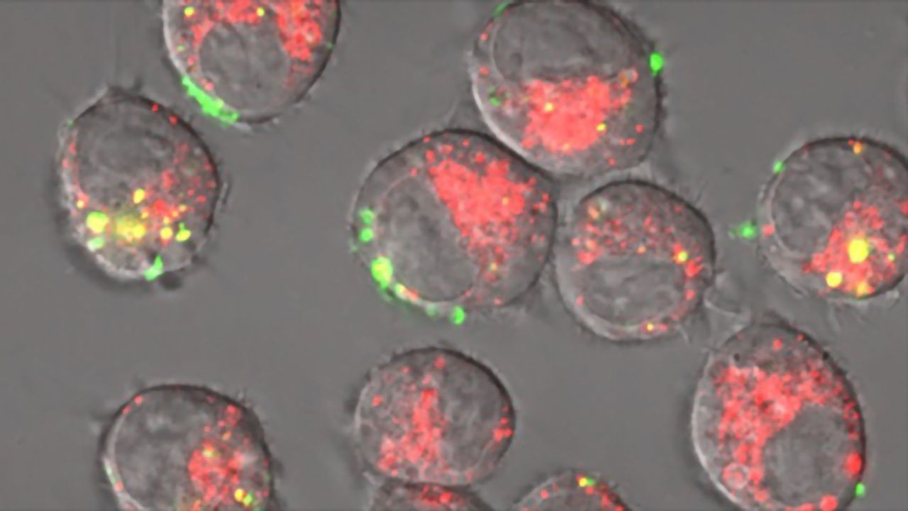 Silica Sponges Stimulate the Immune System