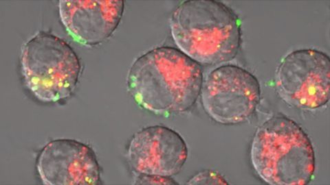 Silica Sponges Stimulate the Immune System