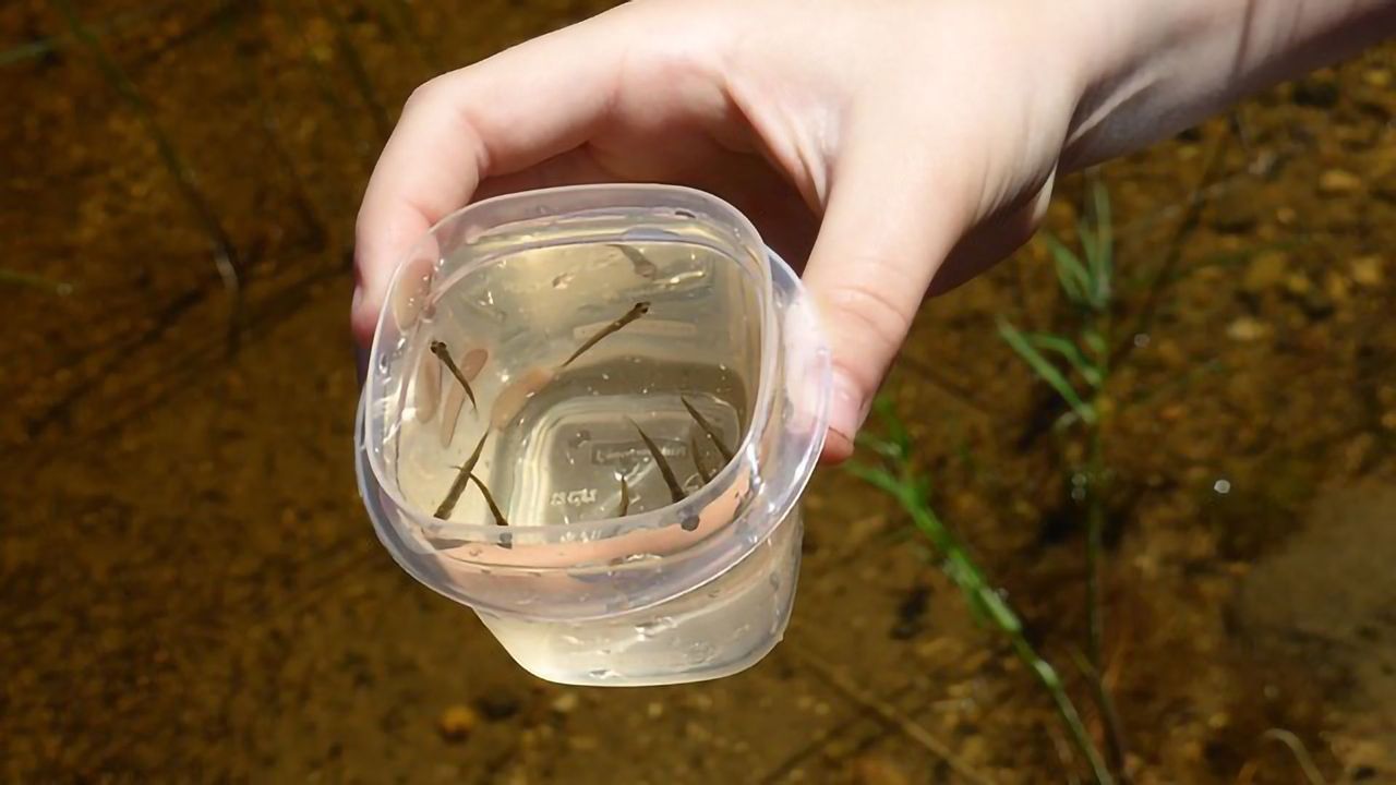 Microplastic Pollution Poses a Multidimensional Problem