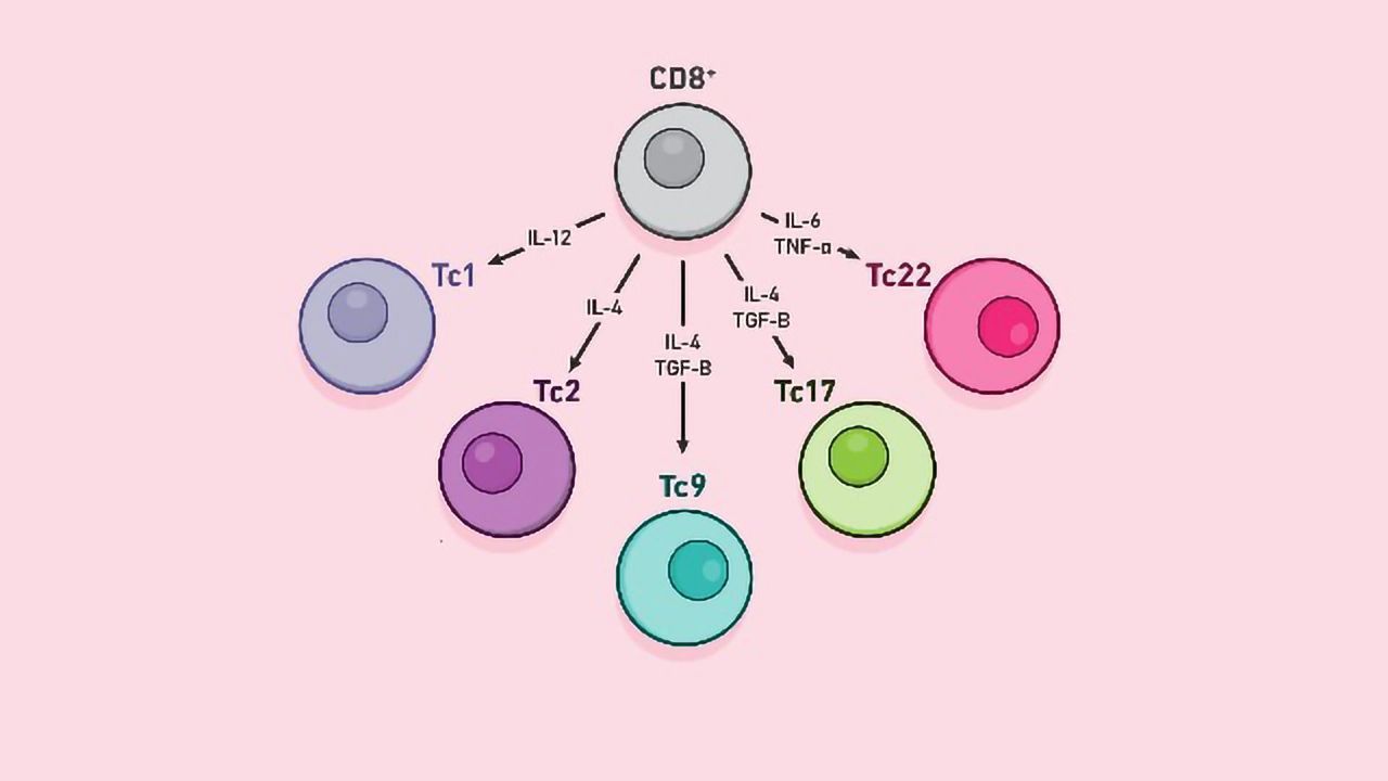 CD8+ T细胞