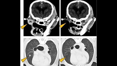 PD-L1: A Therapeutic Target for Malignant Melanomas in Dogs