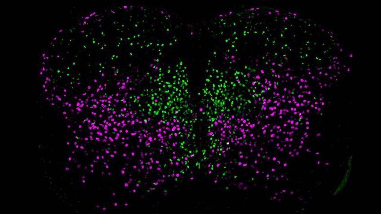 Tracing the Spinal Neuron Family Tree