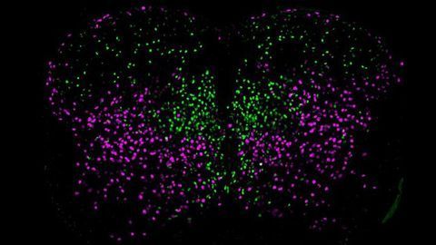 Tracing the Spinal Neuron Family Tree