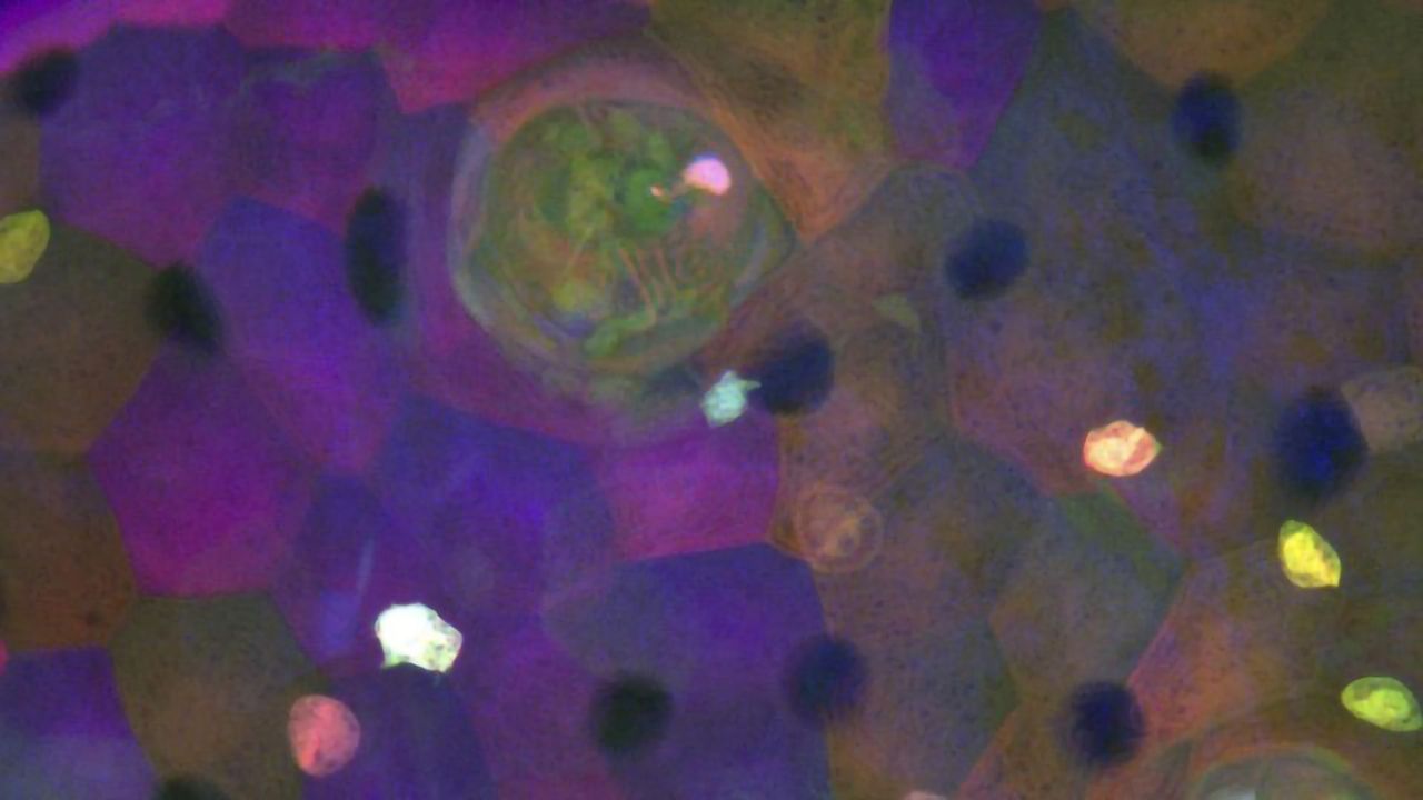 Elusive Cell Type Discovered in Fish Sensory Organs